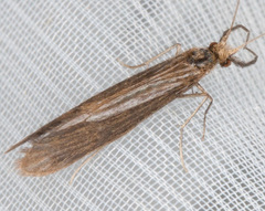 Oecetis