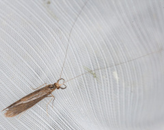 Oecetis