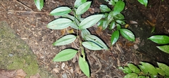 Smilacaceae