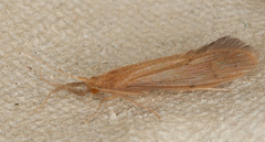 Oecetis testacea