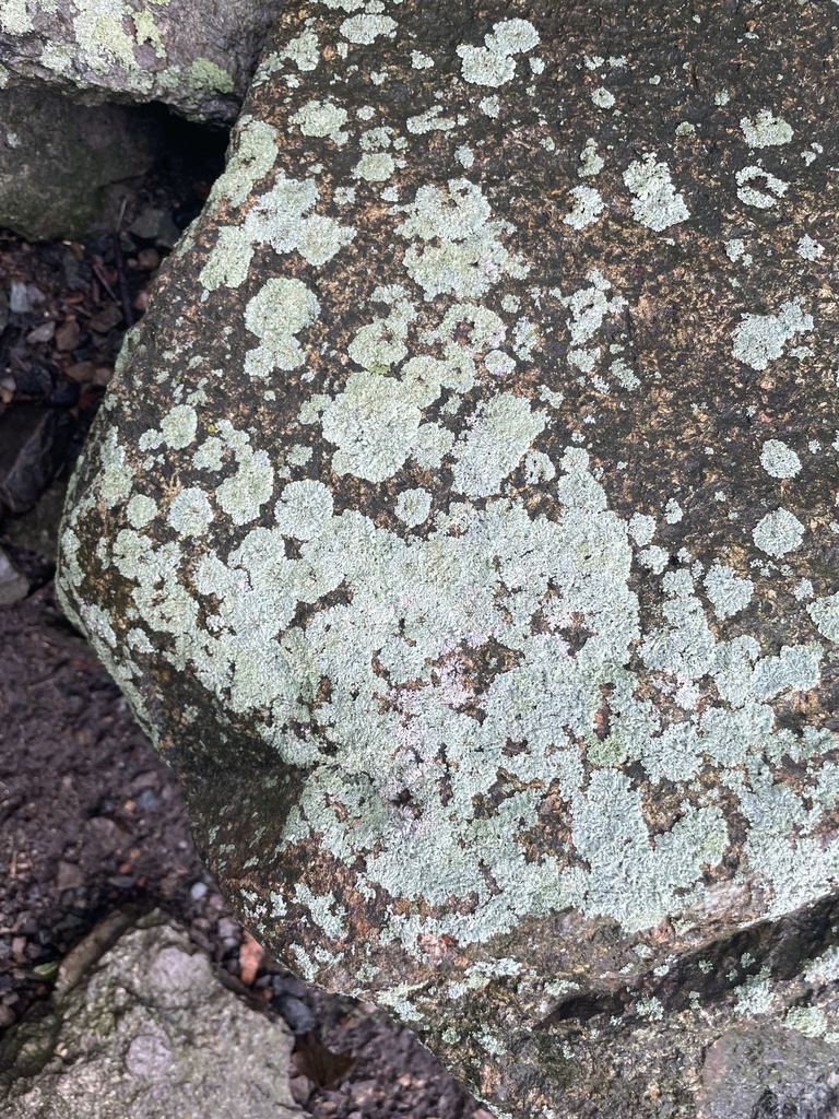 rock greenshield lichen from Boston College, Newton, MA, US on October ...