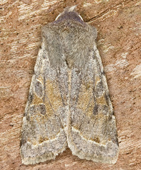 Orthosia incerta