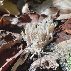 Clavulina coralloides