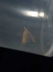 Dichomeris acuminatus