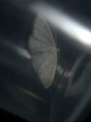 Idaea subsericeata