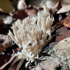 Clavulina coralloides