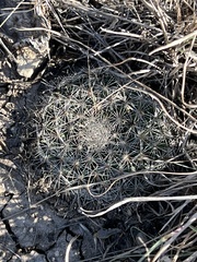 Mammillaria heyderi