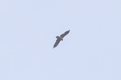 Gypaetus barbatus barbatus