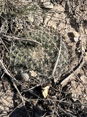 Mammillaria heyderi