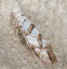 Phyllonorycter joannisi