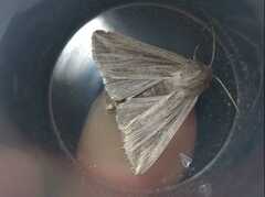 Mythimna riparia