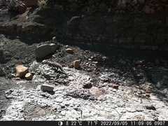 Herpestes pulverulentus