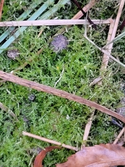 Ptychostomum pseudotriquetrum