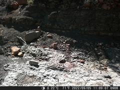 Herpestes pulverulentus