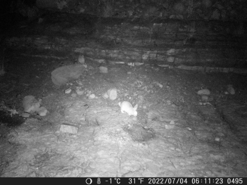 Hewitt's Red Rock Hare