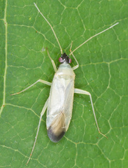 Phylus melanocephalus