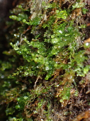 Tetraphis pellucida