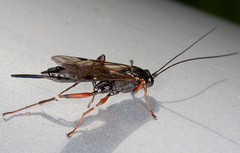 Pimpla turionellae