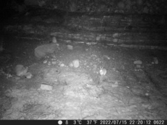 Pronolagus saundersiae