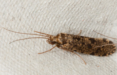 Polycentropus flavomaculatus