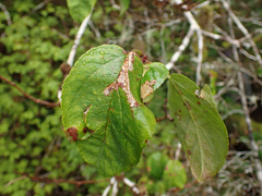 Malus fusca