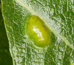 Euura bridgmanii