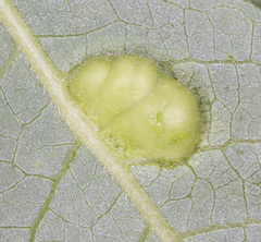 Euura bridgmanii