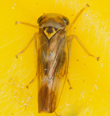 Populicerus