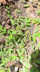 Oplismenus hirtellus