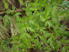 Conioselinum gmelinii