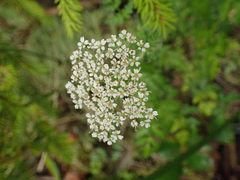 Conioselinum gmelinii