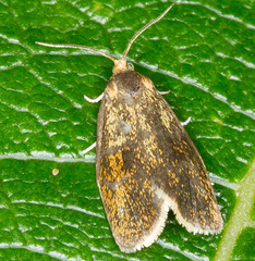 Ptycholoma lecheana