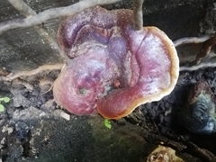Ganoderma resinaceum
