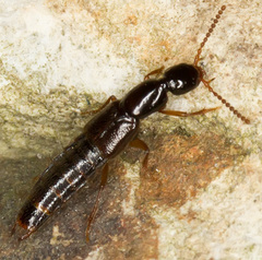 Staphylinini