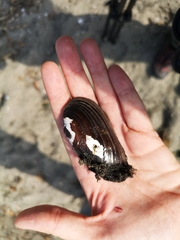 Unio elongatulus