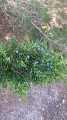 Juniperus ashei