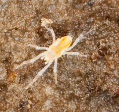 Rhagidiidae