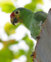 Amazona autumnalis