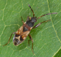 Scolopostethus