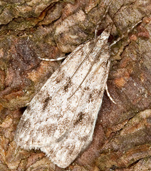Scoparia ambigualis