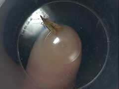 Dichomeris acuminatus