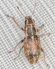 Sitona suturalis