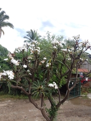 Pachypodium lamerei