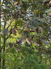 Carya laciniosa