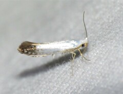 Argyresthia apicimaculella