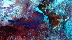 Cephalopholis taeniops