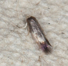 Stigmella anomalella