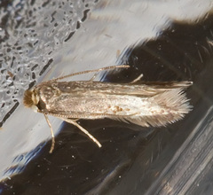 Tineinae