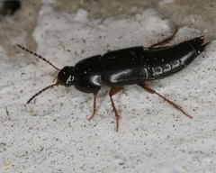 Tachinus