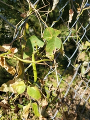 Phaseolus vulgaris